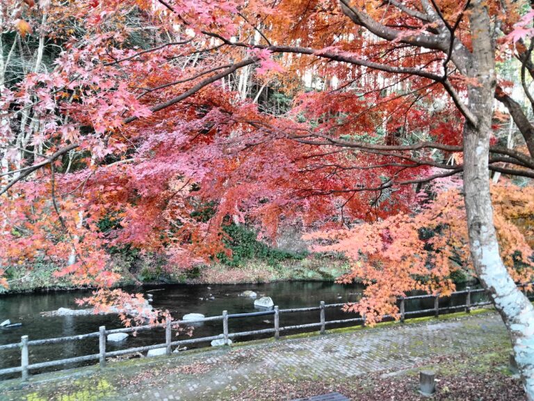 紅葉が見頃です。イメージ